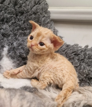 Hübsche Devon Rex Katerchen mit Stammbaum suchen zu Ende Juni ihre Familie 