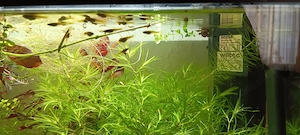 Endlers Guppy, Type Green Hornet Bild 5