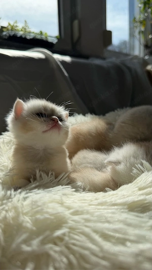 BKH Kitten in golden shaded tabby zu verkaufen (britisch kurzhaar kitten)