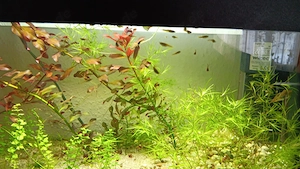 Endlers Guppy, Type Green Hornet Bild 4