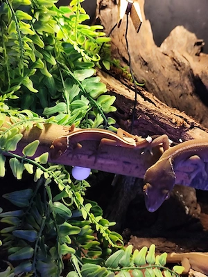 Streifengeckos Gekko vittatus 