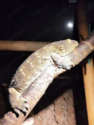 Rhacodactylus lechaniaus Nuu Ami NZ 24 1.1 , 950 eu  !! Bild 8