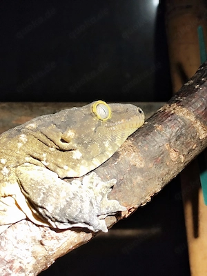 Rhacodactylus lechaniaus Nuu Ami NZ 24 1.1 