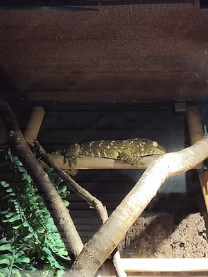 Rhacodactylus lechaniaus Nuu Ami NZ 24 1.1 , 950 eu  !! Bild 10