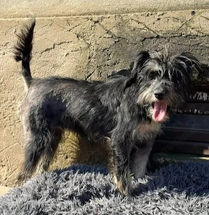 Liebe Wuschelmaus Joy - von der Straße gerettet