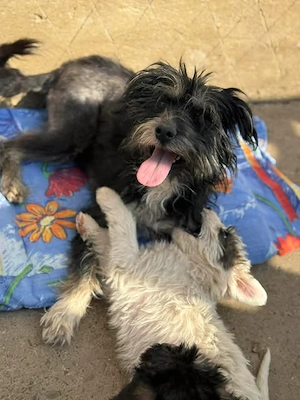 Liebe Wuschelmaus Joy - von der Straße gerettet