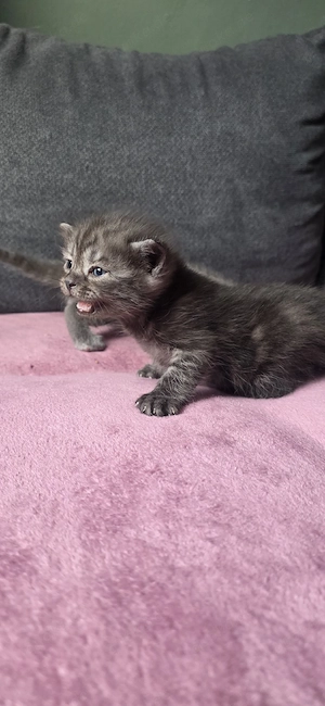 2 süße Kater suchen ein neues Zuhause