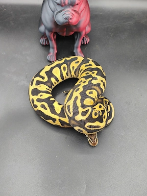 0.1 Pastel Mojave Confusion het Clown pied 