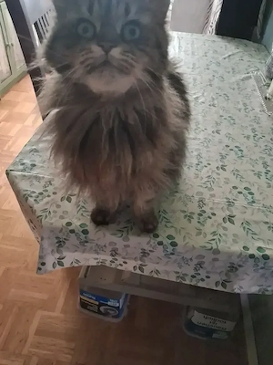 Katze zu verschenken