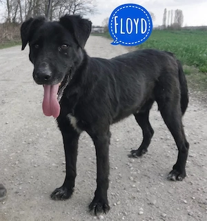Floyd, aktiver, freundlicher und junger Mischling braucht endlich ein Zuhause