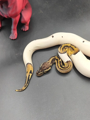 1.0 Pastel pos. Mojave pied pos het clown 