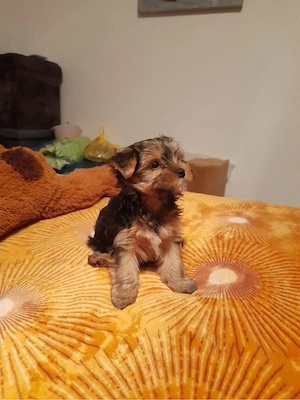Süßer Yorkshire Terrier Welpe (Rüde) sucht ein liebevolles Zuhause
