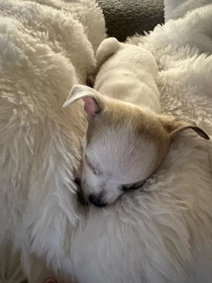  chiuhuhu welpen suchen ein daheim  aus zucht 