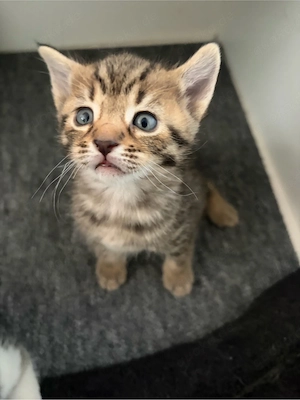 4 süsse Katzenbabys BKH         