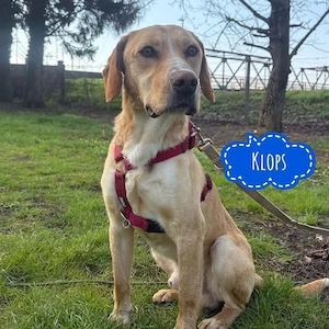 Klops, junger, fröhlicher, verspielter und katzenverträglicher Mischling, Labrador Bracke