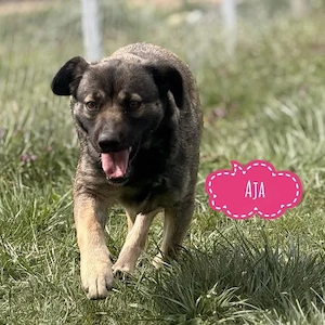 Aja, optisch Mini- Schäferhund, verschmuste und liebe Junghündin