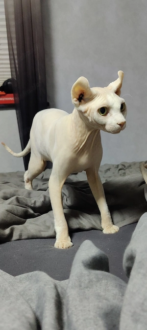 Sphynx Kater