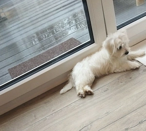   Malteser Welpen   Bella & Max suchen ein liebevolles Zuhause   