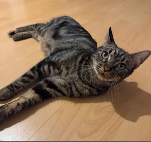 katzenmädchen sucht liebe Familie   