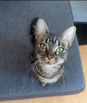 Katzenpaar sucht Zuhause! einzeln oder als Duo 