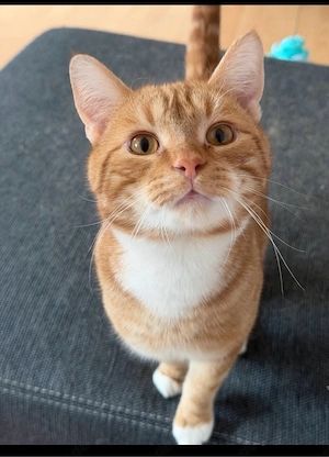 Kater sucht eine Liebe Familie   