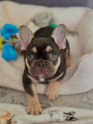 Reinrassiger französischer Bulldoggenwelpe! 1 Rüde.