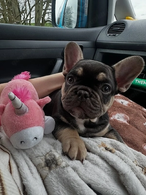 Reinrassiger französischer Bulldoggenwelpe! 1 Rüde.