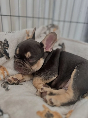 Französische Bulldoggenwelpe, männlich Bild 2