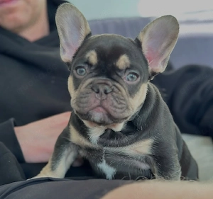 Französische Bulldoggenwelpe - weiblich