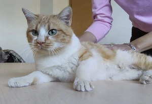 JOAQUIN- umgänglich, neugierig, freundlich Bild 3