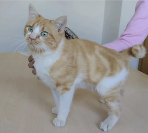 JOAQUIN- umgänglich, neugierig, freundlich Bild 2