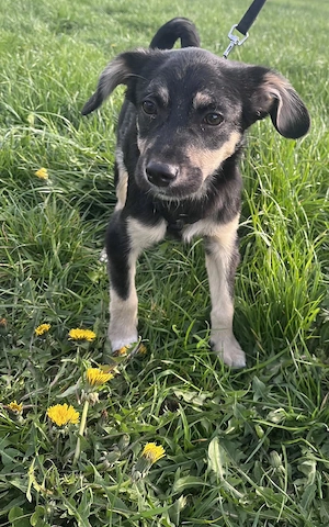 Kurti   Welpe sucht liebevolles Zuhause