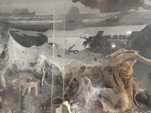 Spinne Hobby Auflösung