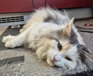 Maine Coon - w - reinrassig 