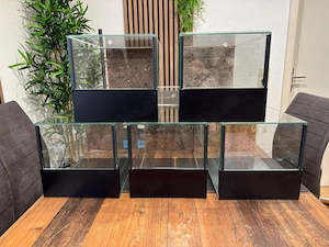 Spinne Hobby Auflösung