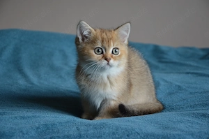 Süße BKH Golden Shaded Babykatzen - geimpft 