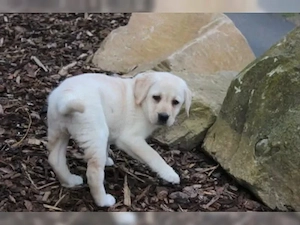 Labrador Welpen die Koffer sind gepackt reinrassig mit Ahnentafel aus liebevoller Hausaufzucht