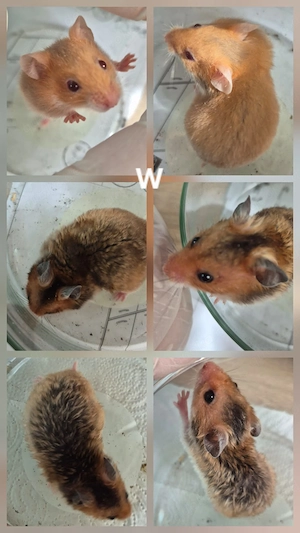 Goldhamster geb. Anfang März 