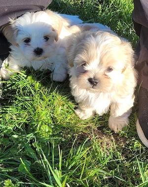 Shih Tzu Welpen  Bild 2