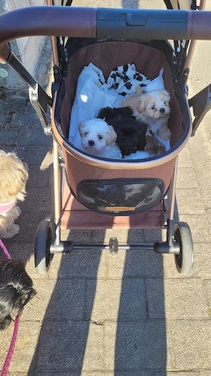 Shih Tzu Welpen  Bild 5