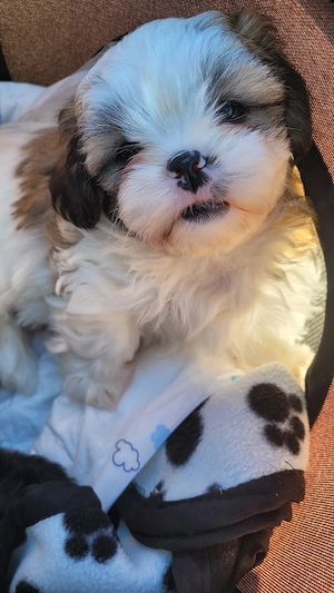 Shih Tzu Welpen  Bild 3