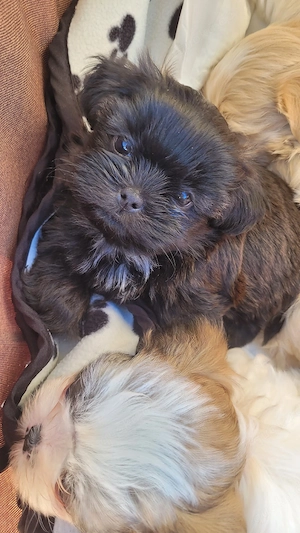Shih Tzu Welpen  Bild 4