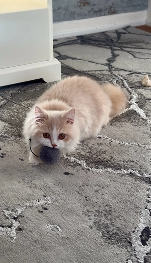    Traumkatze Bella sucht liebevolles Zuhause (inkl. kompletter Ausstattung)