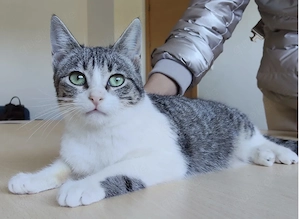 MARGARITA- anhänglich, verspielt, verschmust