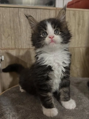 Bezaubernde Maine-Coon-Kätzchen! Männchen & Weibchen Bild 3