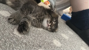 Kitten Maincoon Somali 