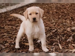 Labrador Welpen die Koffer sind gepackt reinrassig mit Ahnentafel aus liebevoller Hausaufzucht