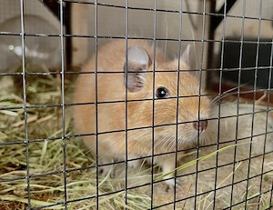 Degus 2 unkastrierte Böcke (3 Jahre alt) und-oder 1 unkastrierter Bock abzugeben-zu tauschen