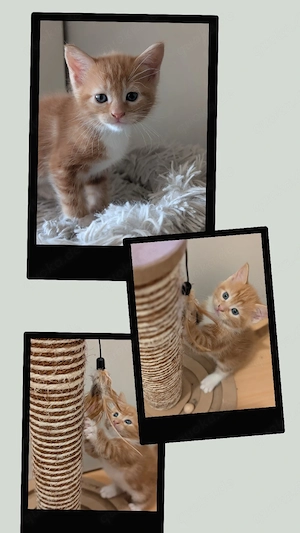 2 EHK-MaineCoon Mixe suchen Familienanschluss 