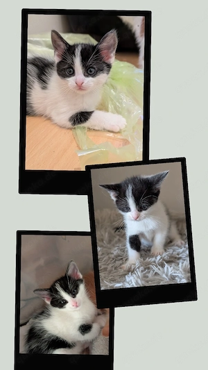 1 EHK-MaineCoon Mix sucht Familienanschluss 